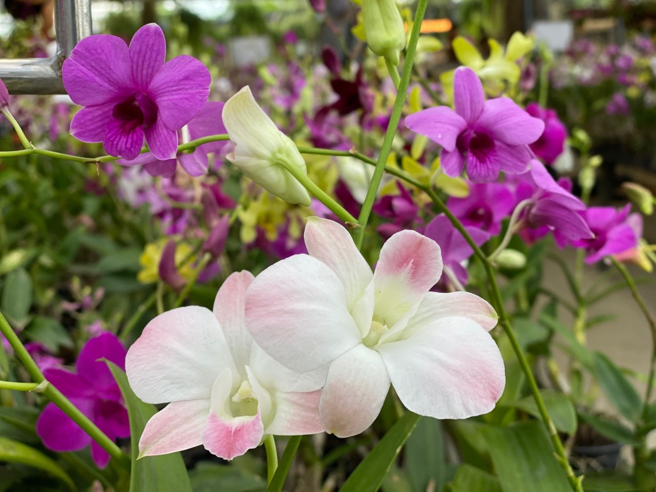 タイ・ナコンパトムにある蘭（ラン）の直販店『Air Orchids & Lab』をご紹介。